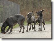 Deutsche Dogge