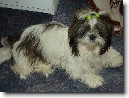 icu, Shih-Tzu