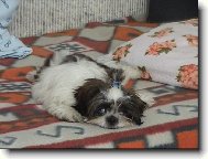 icu, Shih-Tzu