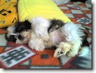 icu, Shih-Tzu