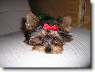 Jorkšírský terier, Yorkshire Terrier,