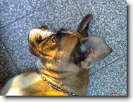 Deutscher Boxer