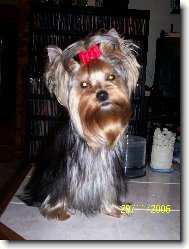 Jorkšírský terier, Yorkshire Terrier,