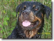 Rottweiler