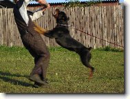 Rottweiler
