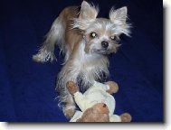 Jorkšírský terier, Yorkshire Terrier,