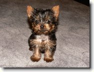 Jorkšírský terier, Yorkshire Terrier,