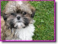 icu, Shih-Tzu