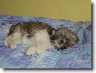 icu, Shih-Tzu