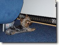 Jorkšírský terier, Yorkshire Terrier,