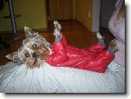 Jorkšírský terier, Yorkshire Terrier,