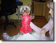 Jorkšírský terier, Yorkshire Terrier,