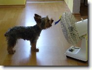 Jorkšírský terier, Yorkshire Terrier,