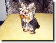 Jorkšírský terier, Yorkshire Terrier,