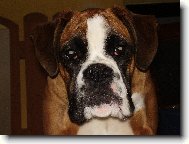 Deutscher Boxer