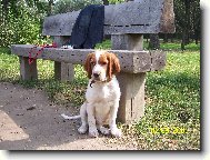 Irish Red and White Setter