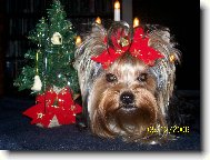 Jorkšírský terier, Yorkshire Terrier,