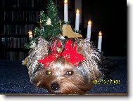 Jorkšírský terier, Yorkshire Terrier,