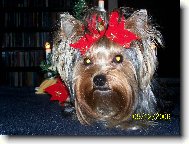 Jorkšírský terier, Yorkshire Terrier,