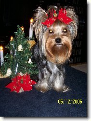 Jorkšírský terier, Yorkshire Terrier,