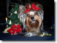 Jorkšírský terier, Yorkshire Terrier,