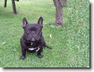 Bouledogue francais, French Bulldog