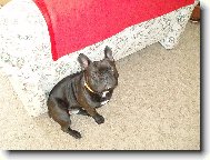Bouledogue francais, French Bulldog