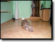 Weimaraner, Weimaraner Vorsterhund
