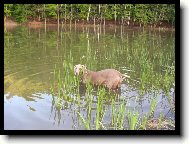 Weimaraner, Weimaraner Vorsterhund