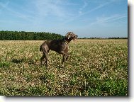 Weimaraner, Weimaraner Vorsterhund