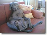 Weimaraner, Weimaraner Vorsterhund