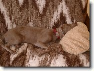 Weimaraner, Weimaraner Vorsterhund