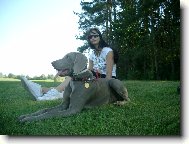 Weimaraner, Weimaraner Vorsterhund