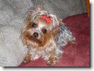 Jorkšírský terier, Yorkshire Terrier,