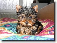 Jorkšírský terier, Yorkshire Terrier,