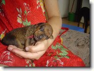 German Pinscher
