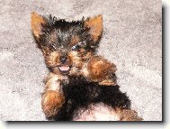 Jorkšírský terier, Yorkshire Terrier,