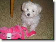 Bichon á poil frisé, Bichon Frise