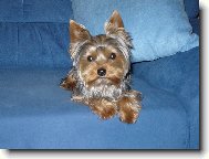 Jorkšírský terier, Yorkshire Terrier,
