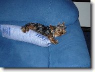 Jorkšírský terier, Yorkshire Terrier,