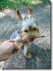 Jorkšírský terier, Yorkshire Terrier,