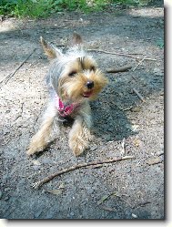 Jorkšírský terier, Yorkshire Terrier,