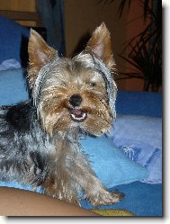 Jorkšírský terier, Yorkshire Terrier,