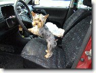 Jorkšírský terier, Yorkshire Terrier,