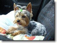 Jorkšírský terier, Yorkshire Terrier,