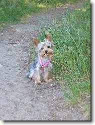 Jorkšírský terier, Yorkshire Terrier,