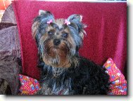 Jorkšírský terier, Yorkshire Terrier,