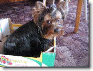 Jorkšírský terier, Yorkshire Terrier,