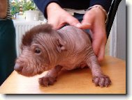 Perro Sin Pelo del Per