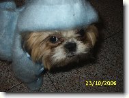 icu, Shih-Tzu